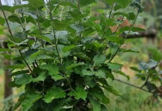 Coppicing apple stool Coppicing apple stool