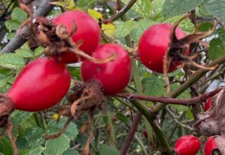 Promoting healthy herbal self help Ripe red round rose hips on bush