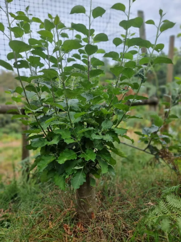 Coppicing apple stool
