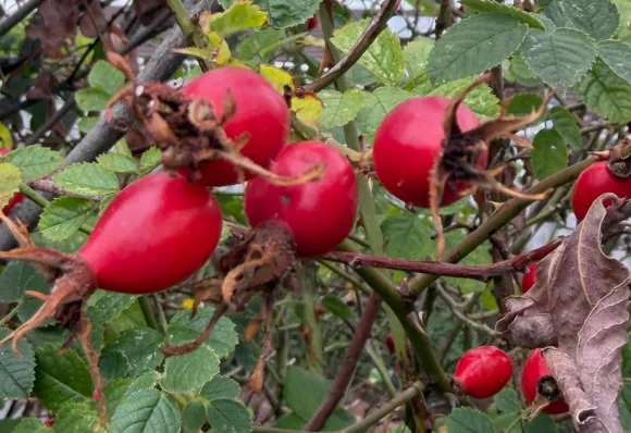 Ripe red round rose hips on bush